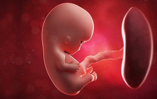9 semanas de embarazo | Embarazo | Babysitio