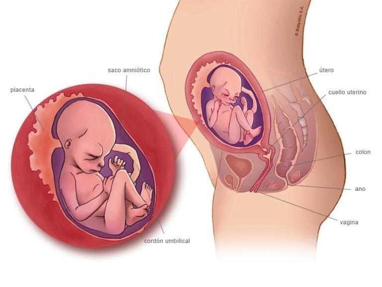19 semanas de embarazo | Embarazo | Babysitio