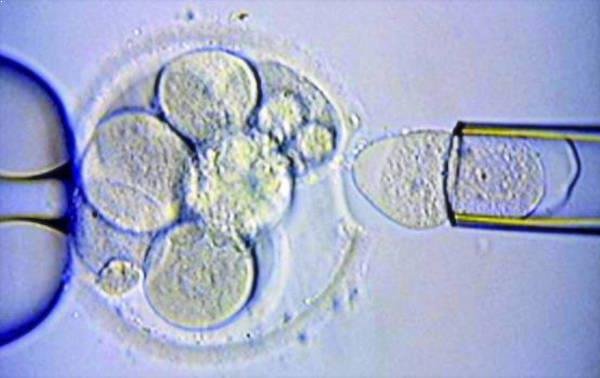 Buscan nuevo método de selección embrionaria