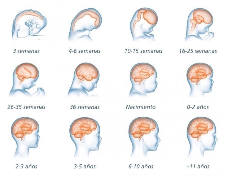 desarrollo-cerebro-bebe