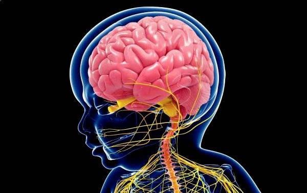 El desarrollo del cerebro del bebé durante el embarazo