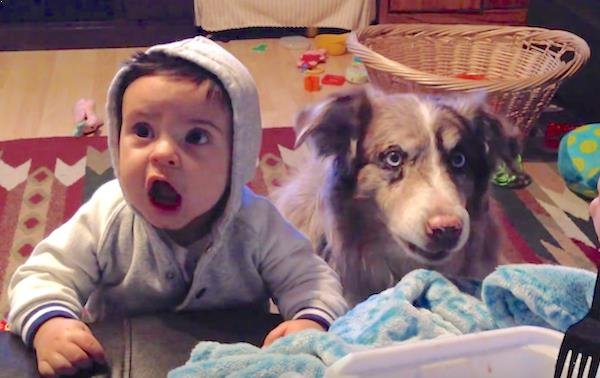 El increíble video de un perro que dice "mamá" antes que el bebé
