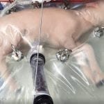 Crean un útero artificial donde desarrollaron corderos para utilizarlo luego con bebés prematuros