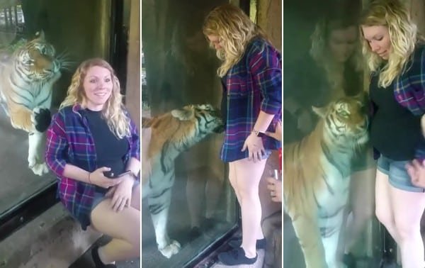 Mira la reacción que tiene este tigre cuando ve a una mujer embarazada